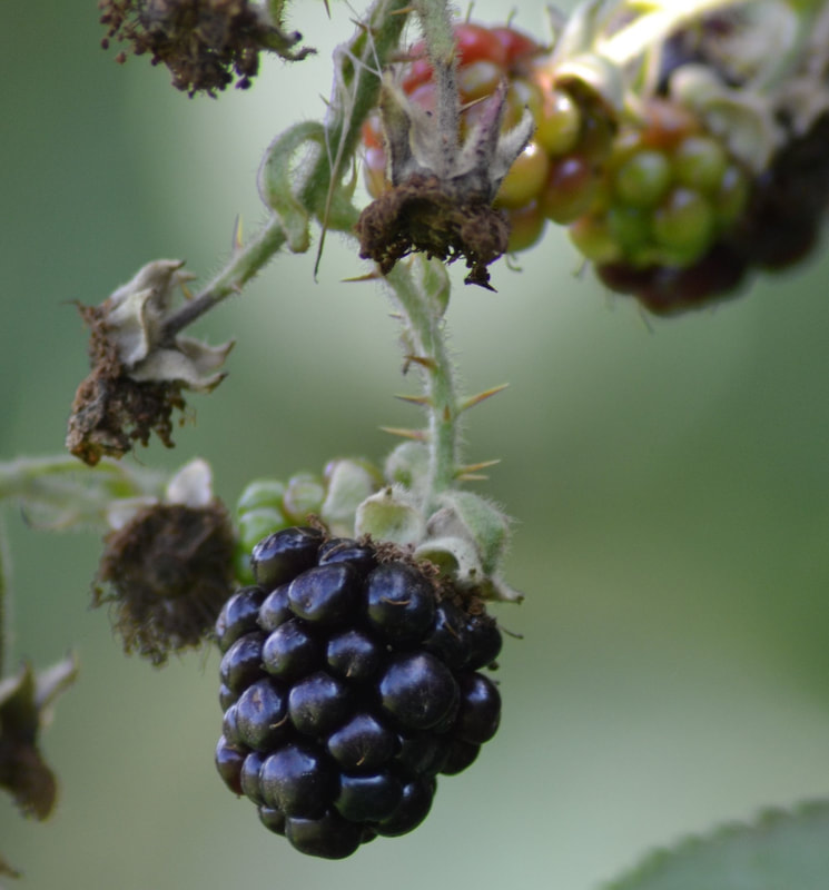 Healthy blackberry fruit